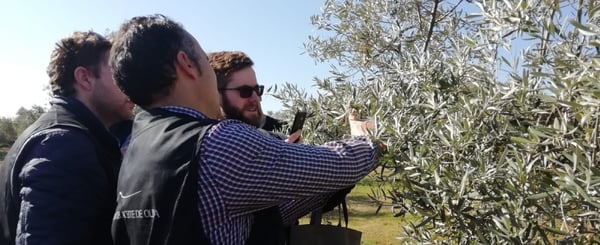 Olive tree apreciation