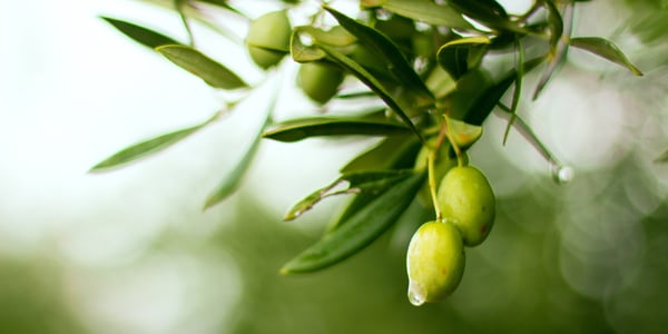 olivas verdes en rama