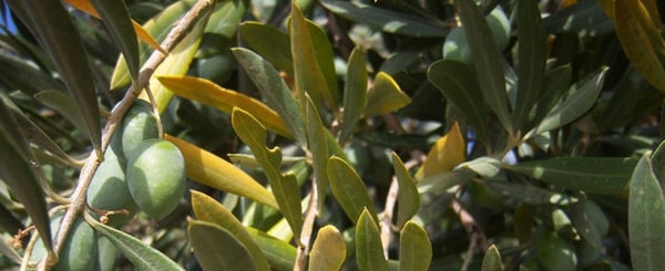 nutrition-olive-tree-calcium-and-magnesium