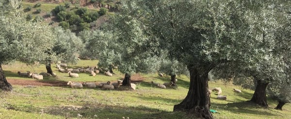 organic-olive-groves 
