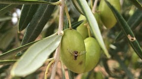 ¿Qué plagas pueden aparecer en tus olivos?
