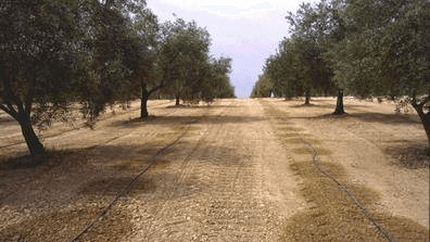 What is the recommended frequency for olive trees irrigation?