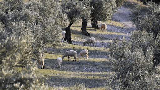 organic olive grove