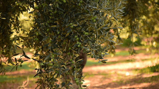 productive olive grove