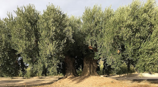 centenary olive grove