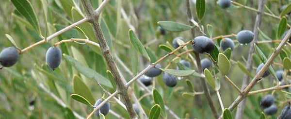 the-olive-tree-as-domesticated-plant