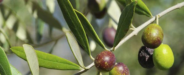 the-olive-tree-as-perennial-mediterranean-woody-plant